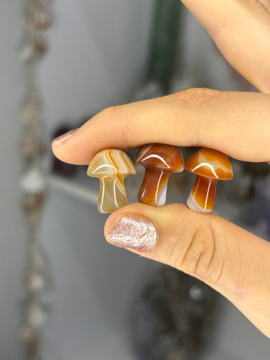 Mini Mushies